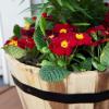image:imageVilla Acacia Medium Whiskey Barrel Planters Round Wood Planters Set of Two 16 and 13 Inch Diameter